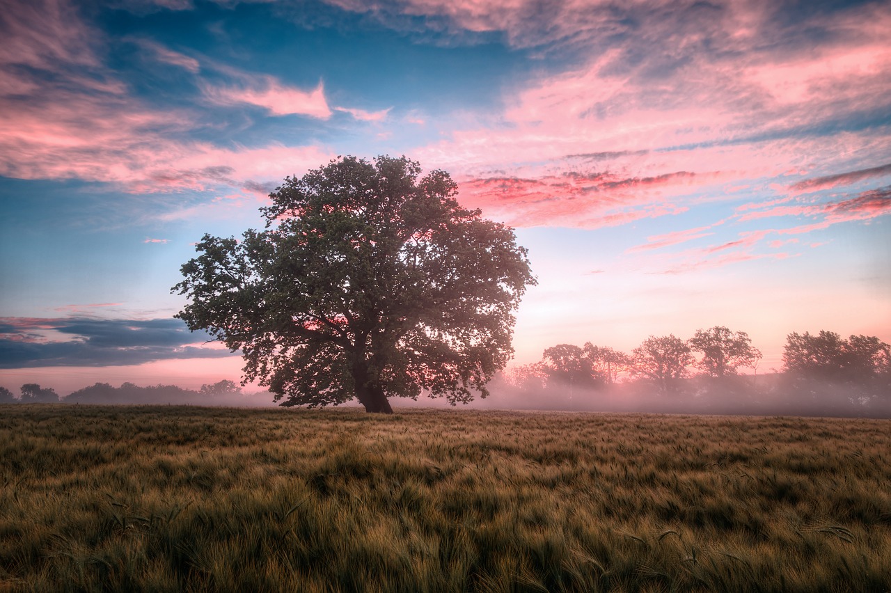 field morning sunrise dawn nature 6574455